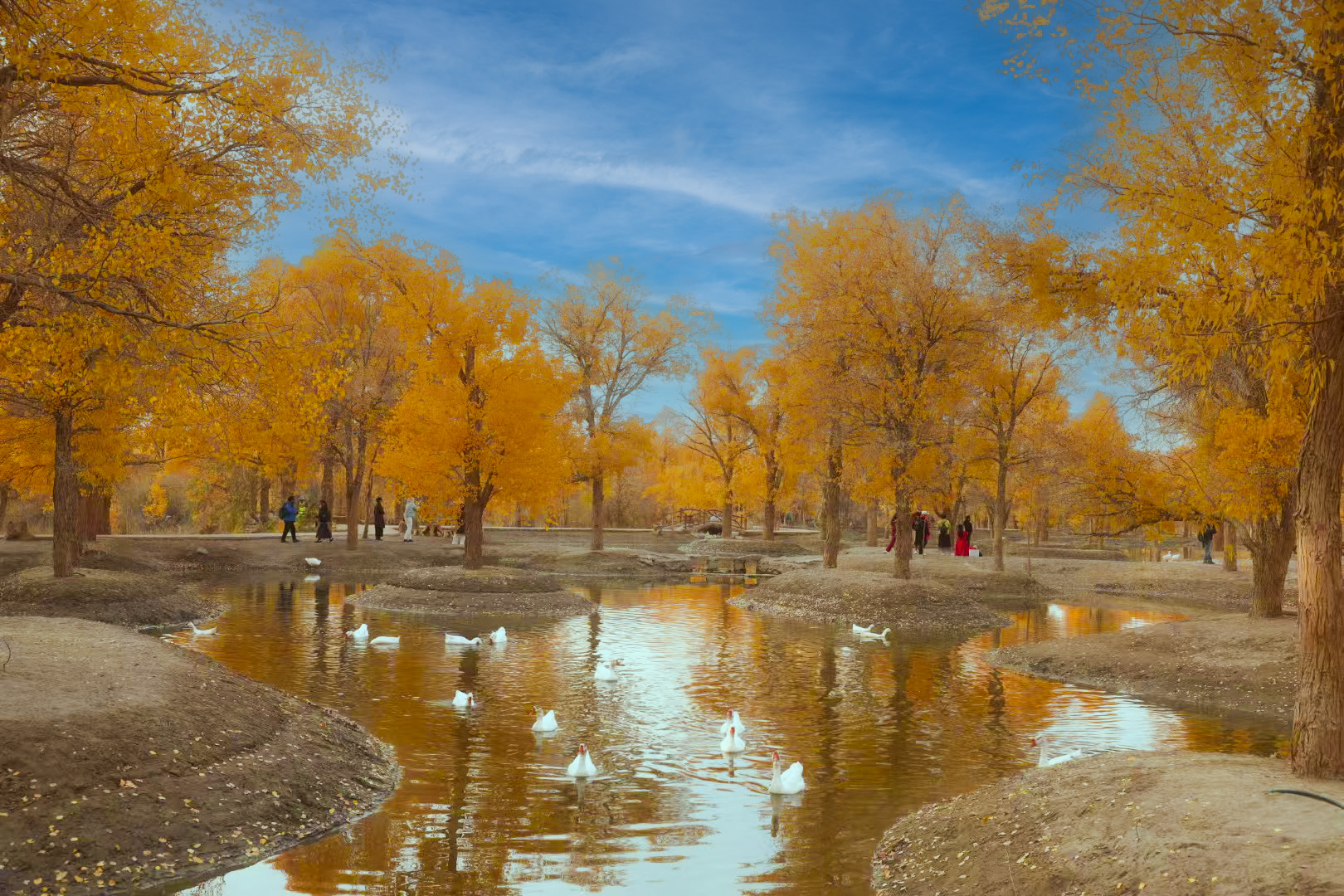 金塔沙漠胡杨林