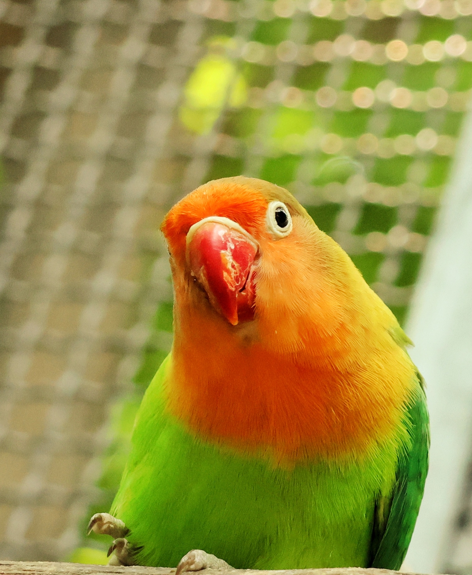 《好奇的小鹦鹉》